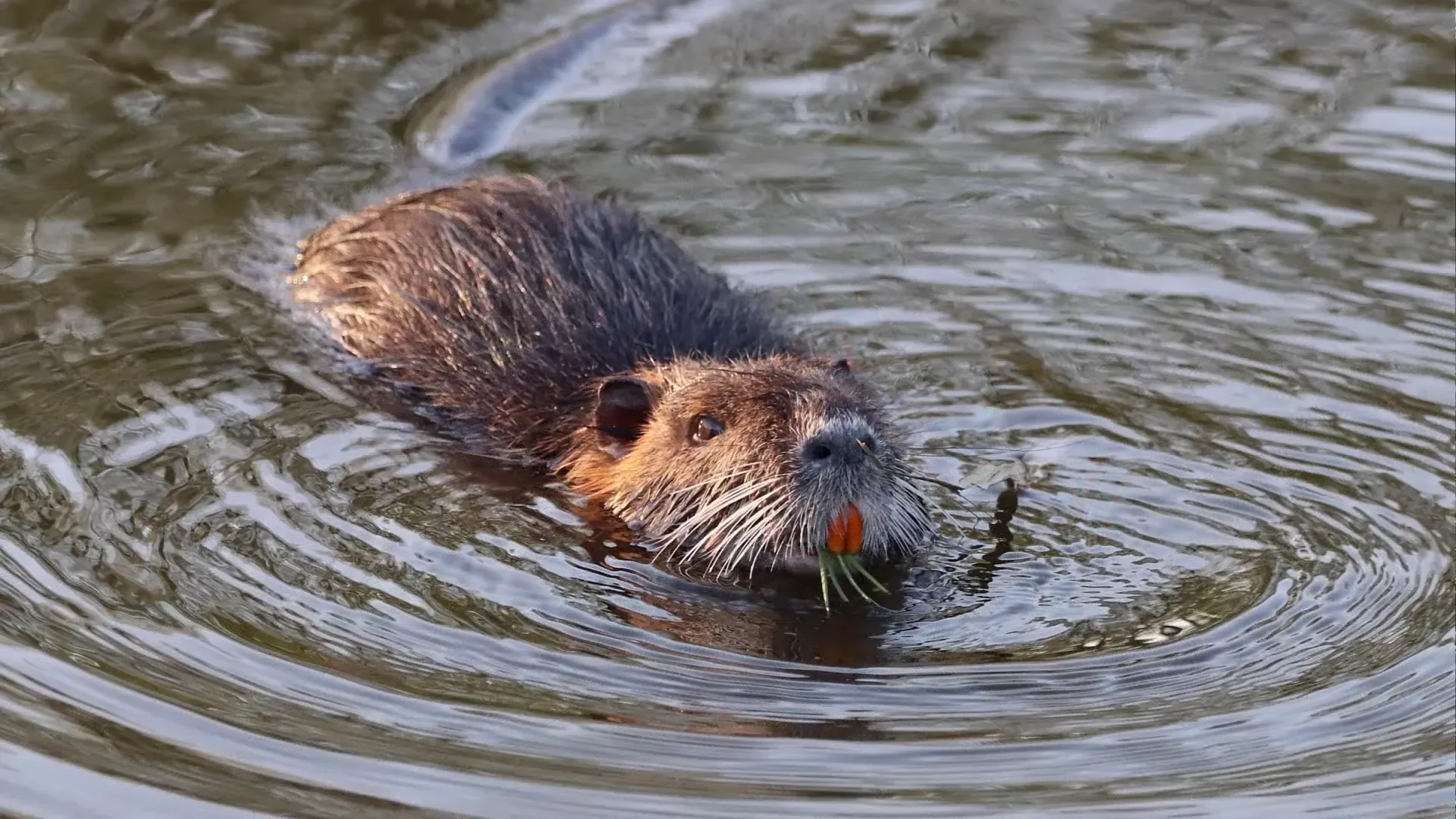 Spotted a beaver in the water.