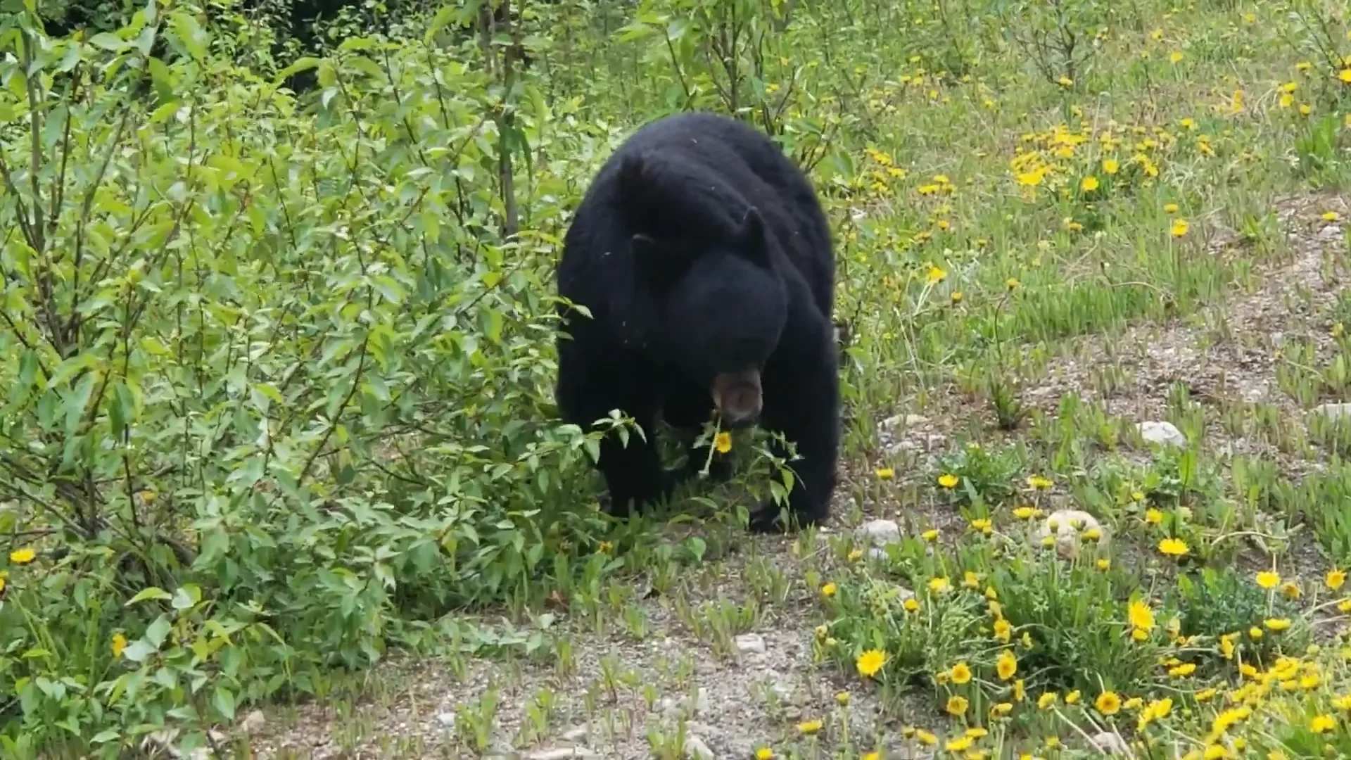 Dangerous Blown Tire on Road Trip with Overloaded Trailer - S1 Ep8 7 Encounter with a black bear