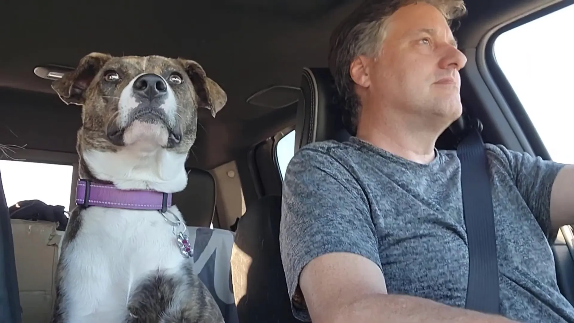 A man and his dog riding in a truck