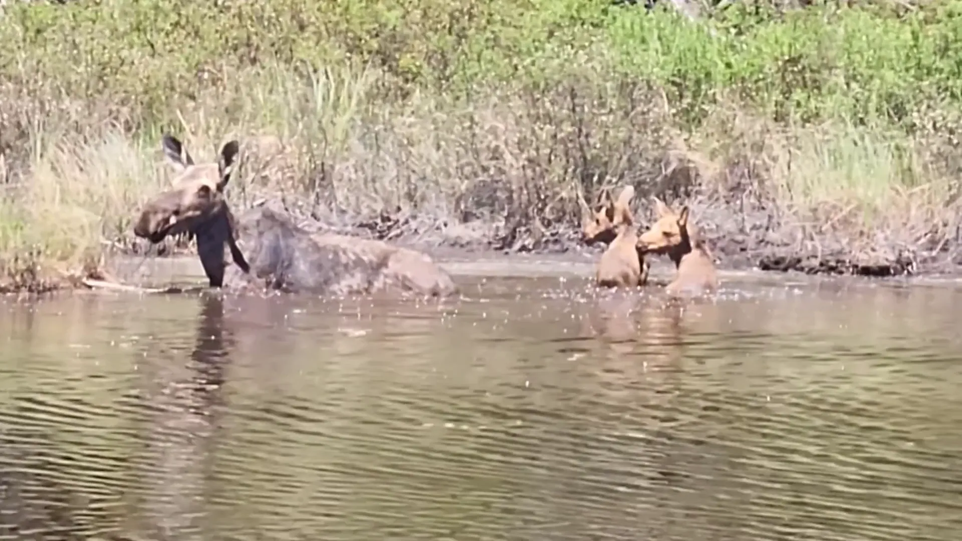 A moose frolics with her two calves in a small lake