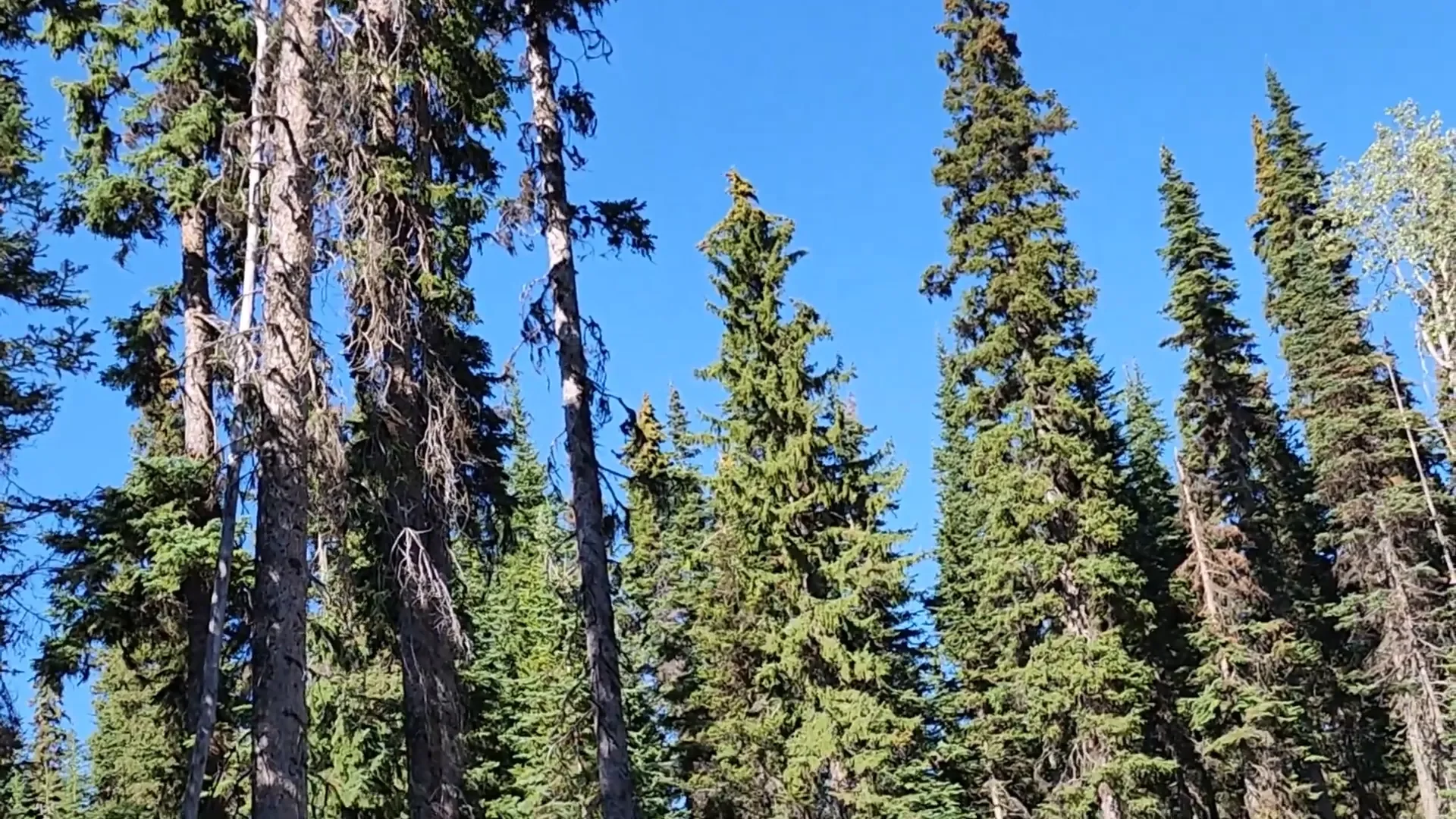 Woman operates heavy equipment - taking down a dead tree