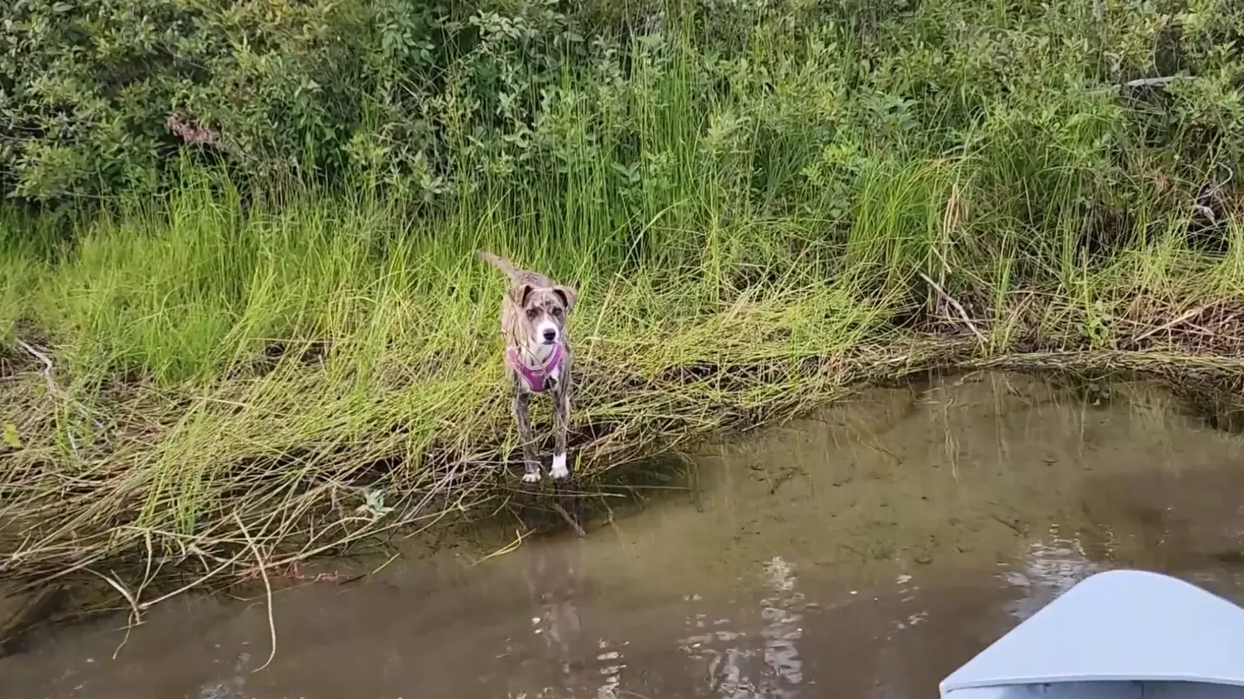 Shallow Water Stops our Barge during Passage | S1 Ep27 2 Shallow water stops barge passage - opal runs all the way to berry point