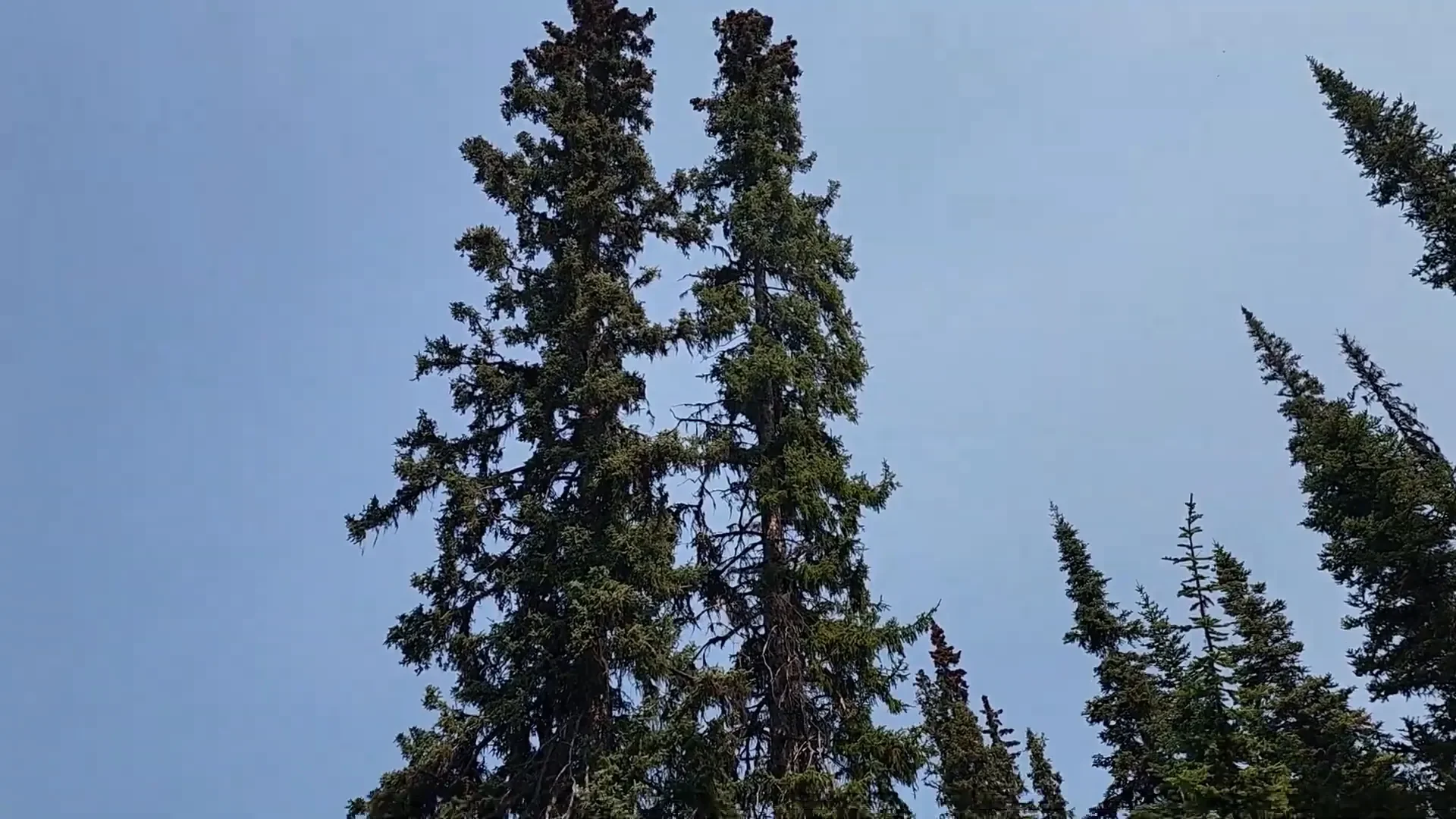 Off grid solar power system - selecting trees to remove