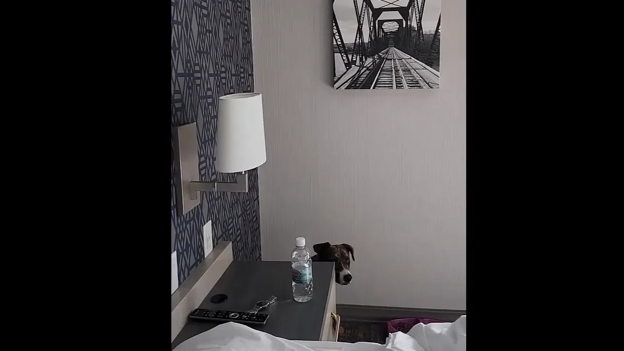 Off grid solar power system - opal the dog