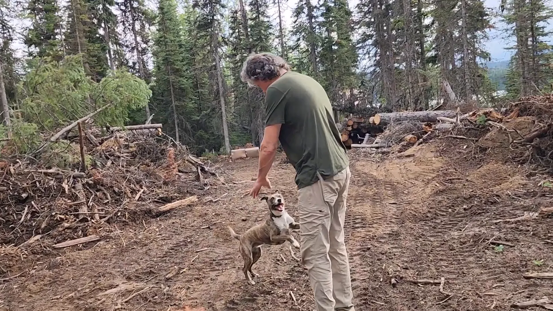 Cabin life off grid - opal the guard dog keeping watch