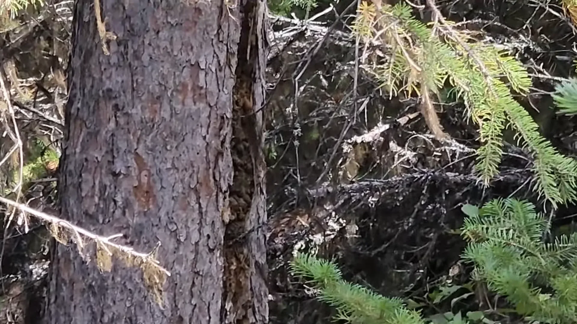 Exploring Hidden Places in our Island Forest - S2 Ep34 2 Concern about the split tree