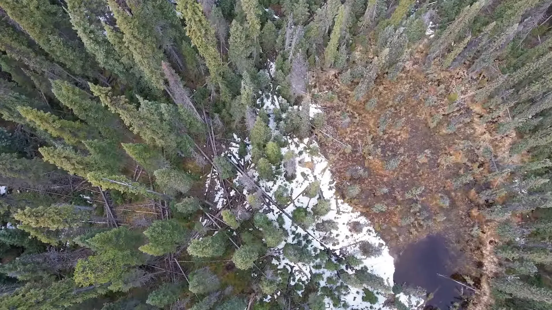Exploring Hidden Places in our Island Forest - S2 Ep34 3 Drone view of the larger clearing