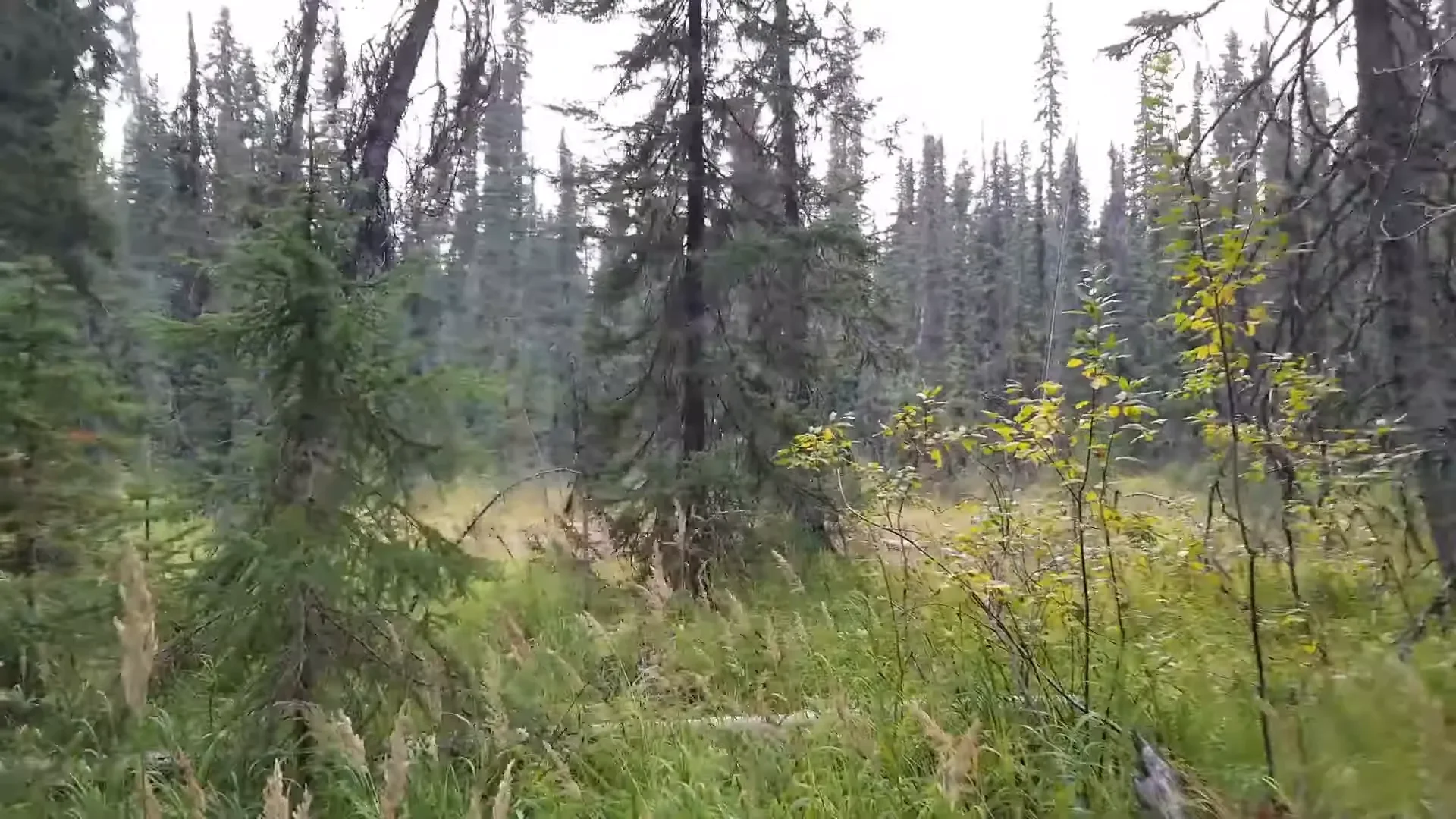 Exploring Hidden Places in our Island Forest - S2 Ep34 4 Exploring the lush clearing
