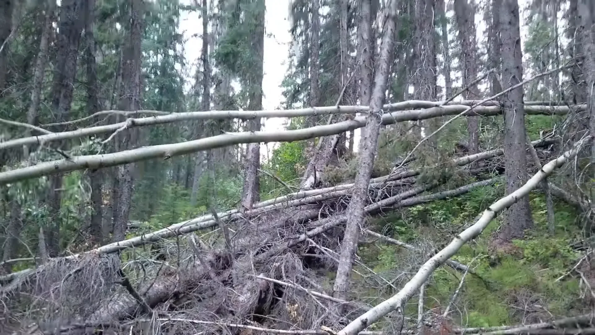 Exploring Hidden Places in our Island Forest - S2 Ep34 5 Navigating through the forest