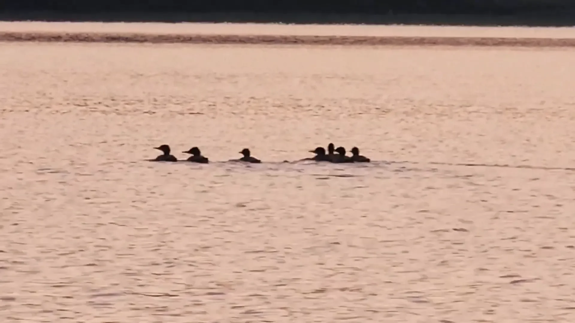 Off Grid Island Life: Fishing… in Pajamas? - S2 Ep31 4 Family of loons