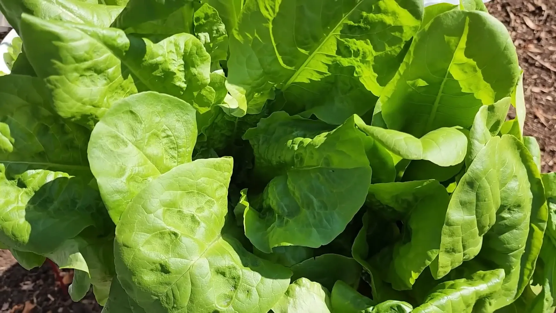 A close up of a perfect head of lettuce