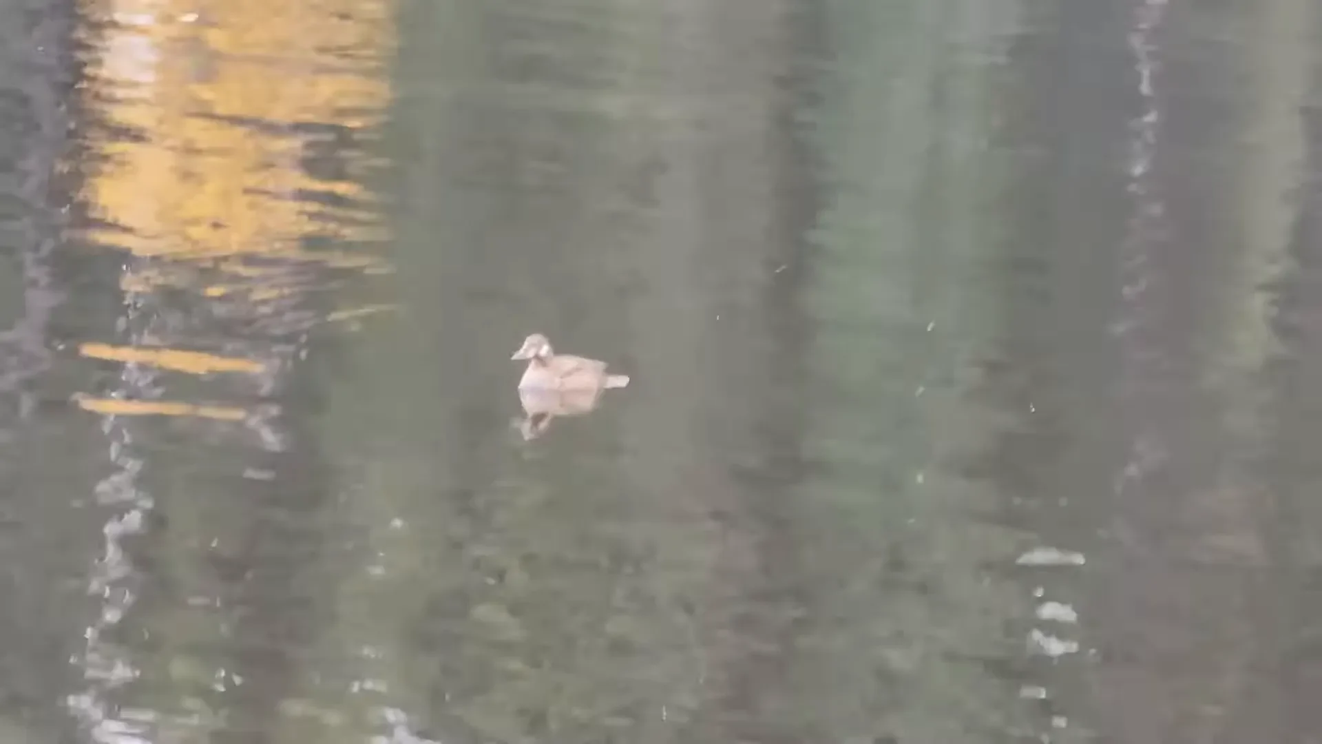 Ducks on the island