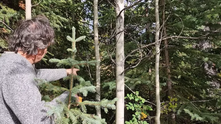 Searching for special trim pieces outside - my wild holm - off grid wilderness living on a private island