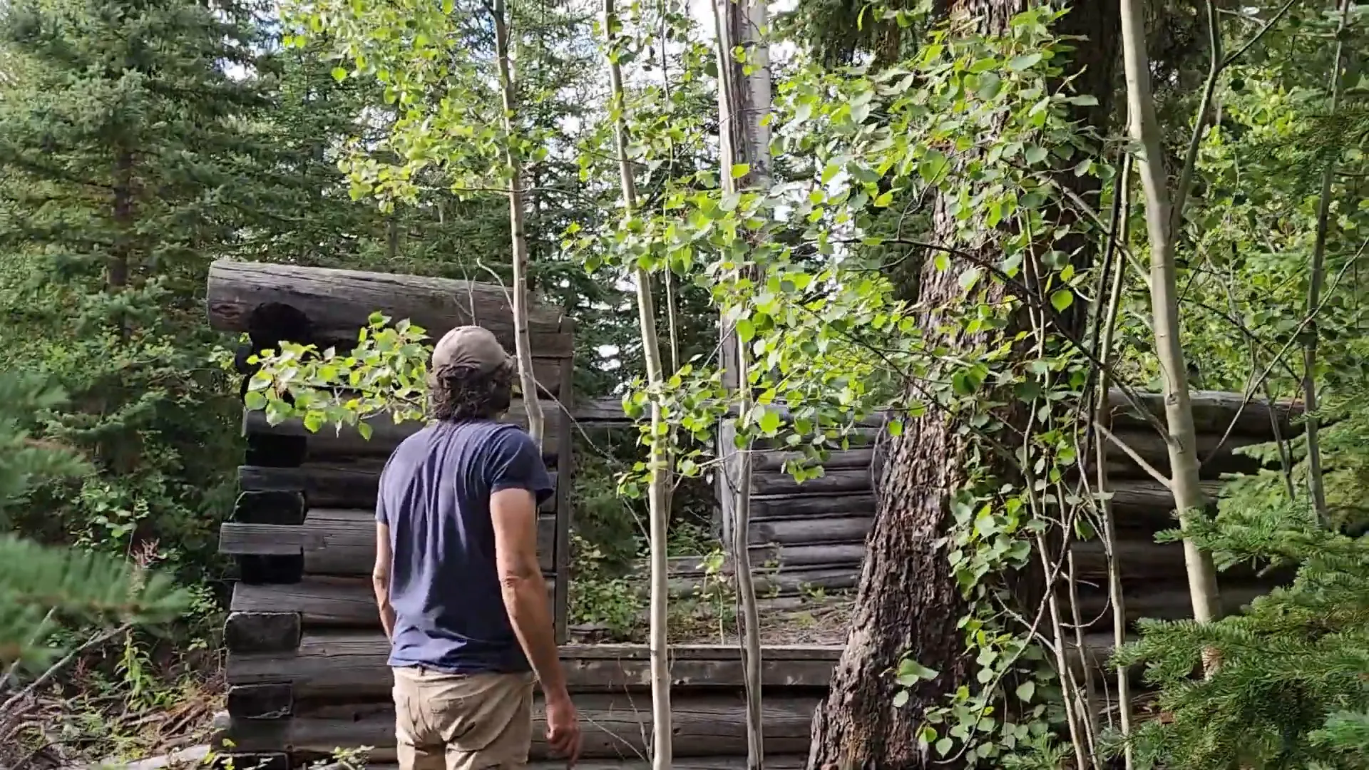 Tree falls on the cabin