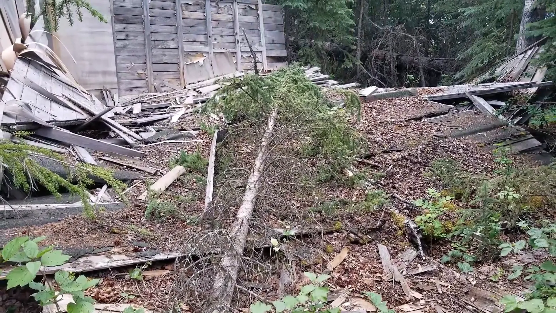 Why We Built a Shelter in the Woods - S2 Ep11 2 A small tree fell into the wreckage of a collapsed cabin