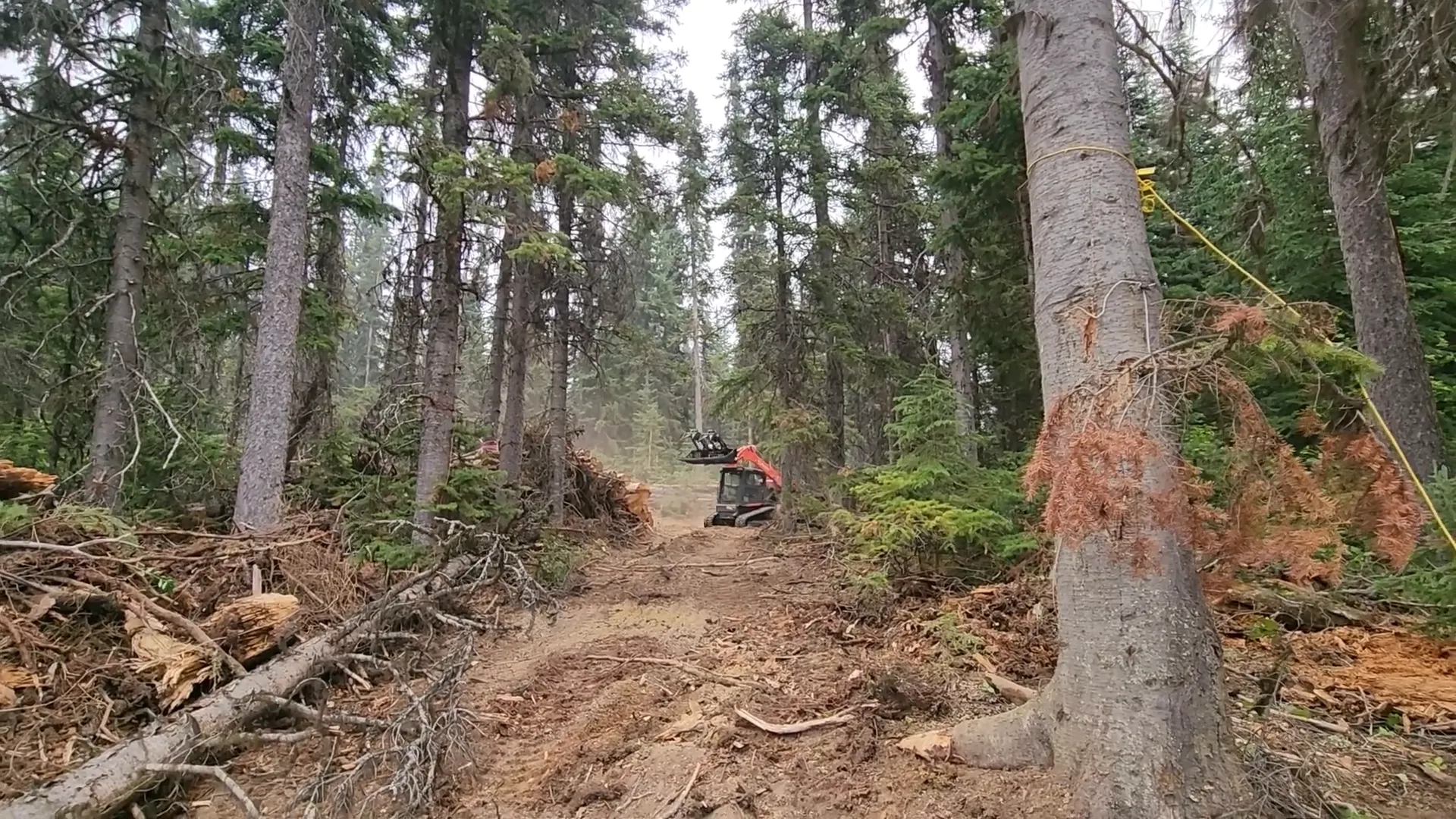 A kubota performing logging functions in a forest