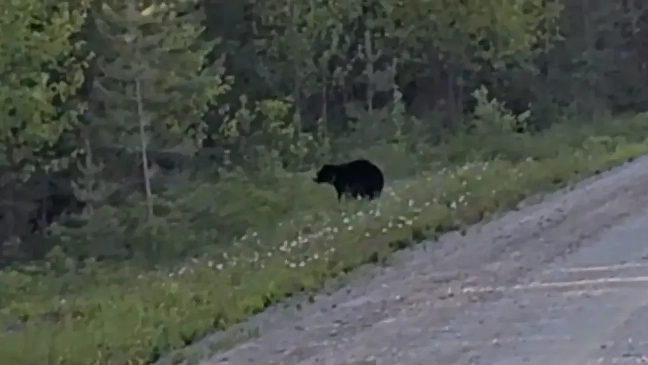 Off grid challenge - a bear encounter