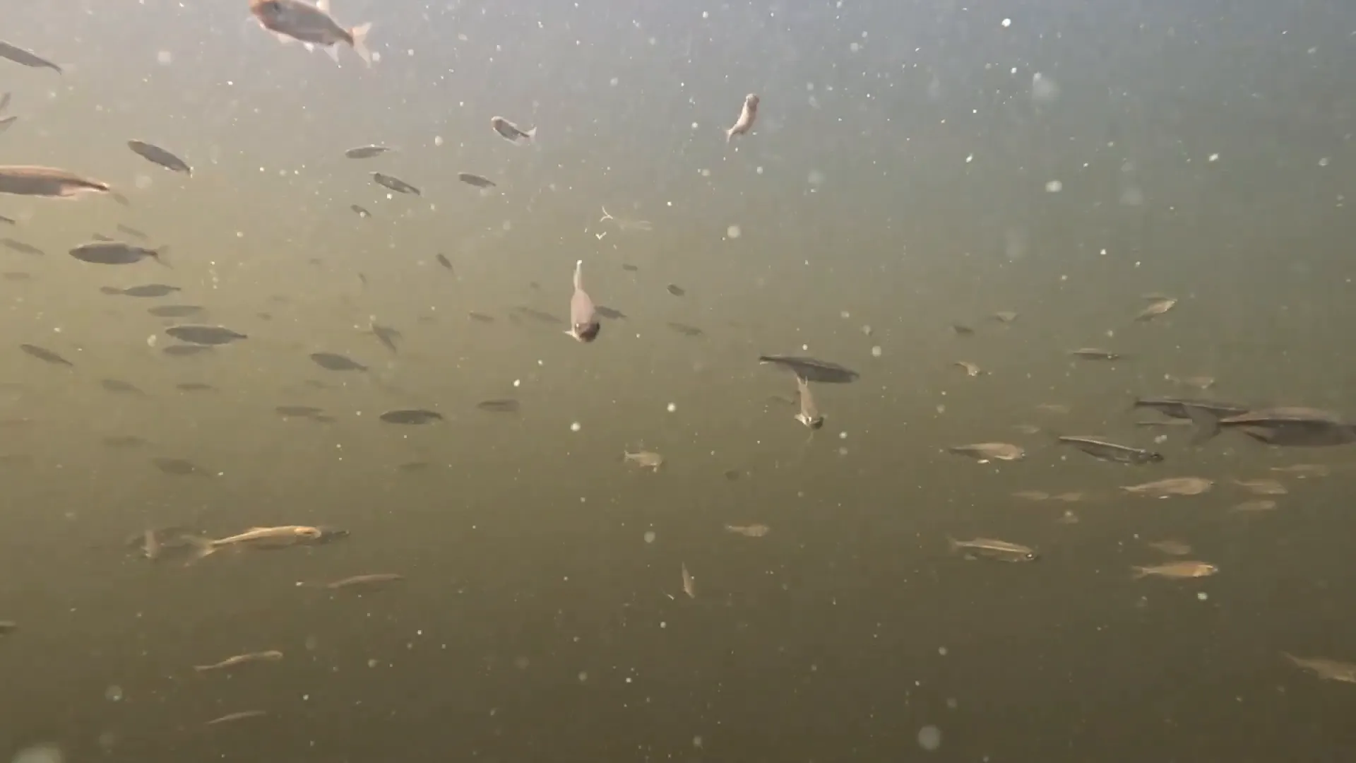 Off Grid Cooking: Simple, Succulent Rainbow Trout! - S2 Ep25 1 Underwater shot of many fish swimming in the lake