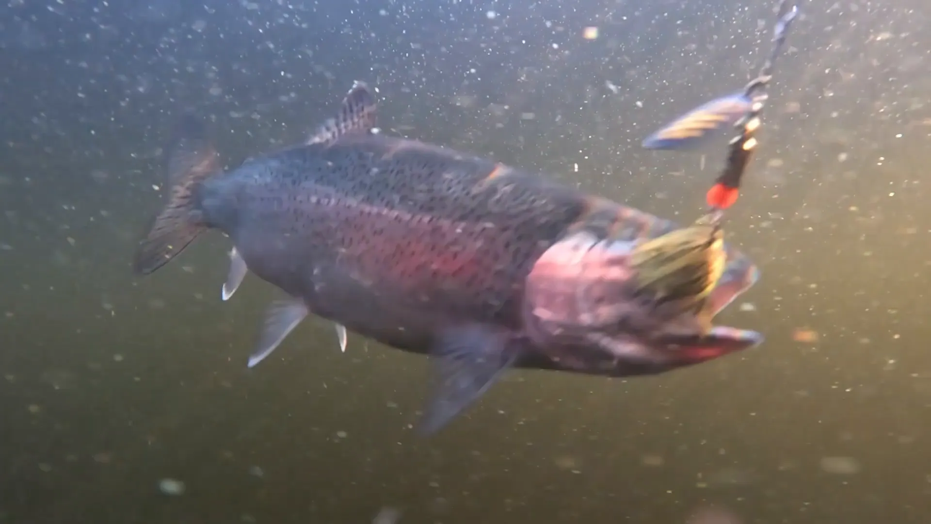 Off Grid Cooking: Simple, Succulent Rainbow Trout! - S2 Ep25 4 A rainbow trout on the line, underwater