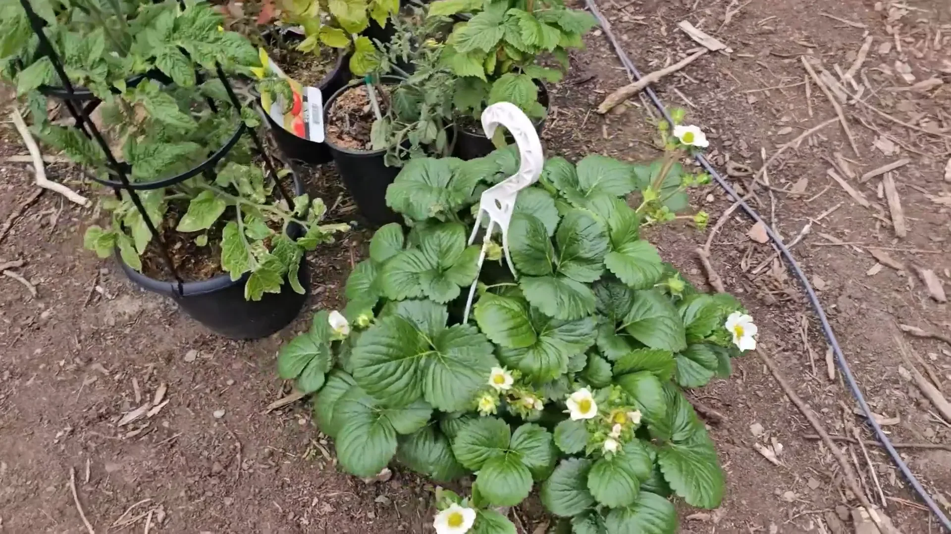 Homesteading tools - plants for the greenhouse... Wait-- greenhouse?