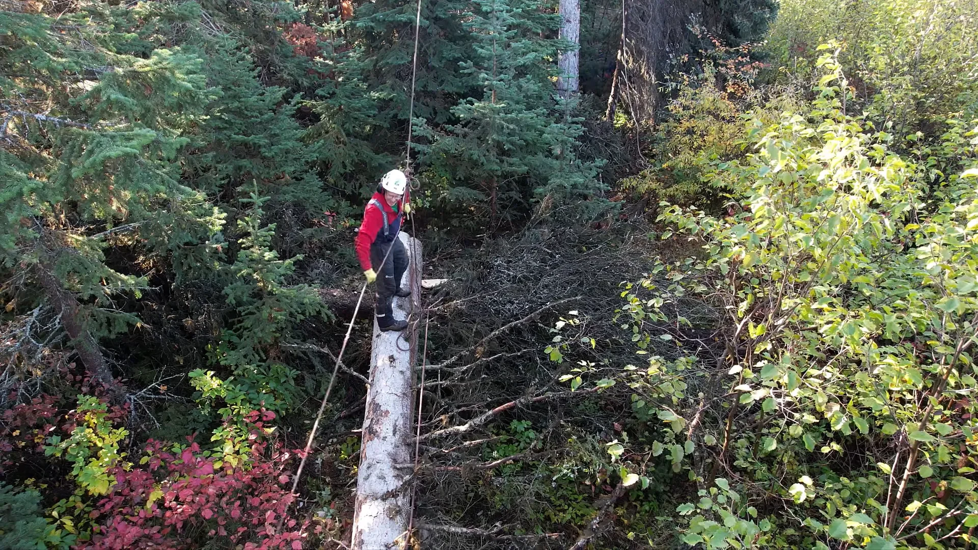 Alan and jeremy discussing the tree removal plan