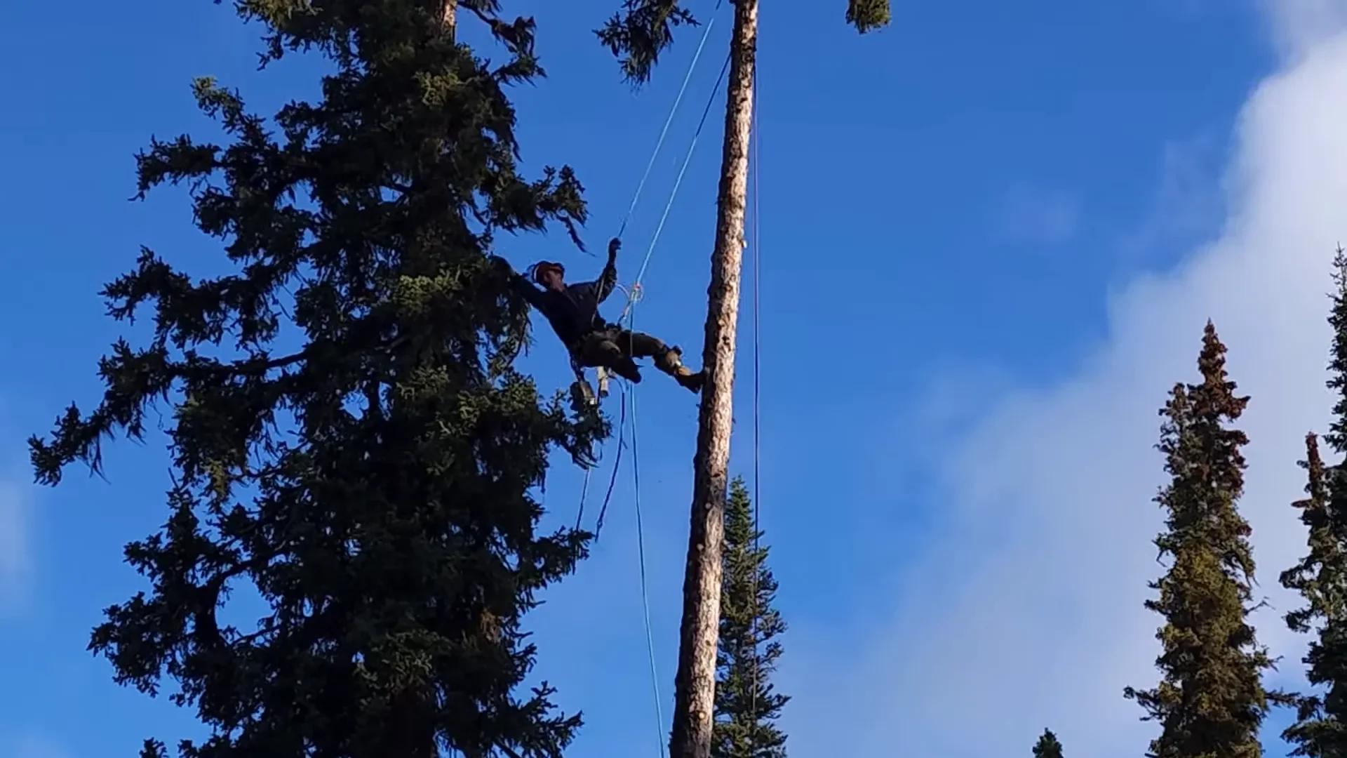 Jeremy climbing the tree to set up the line