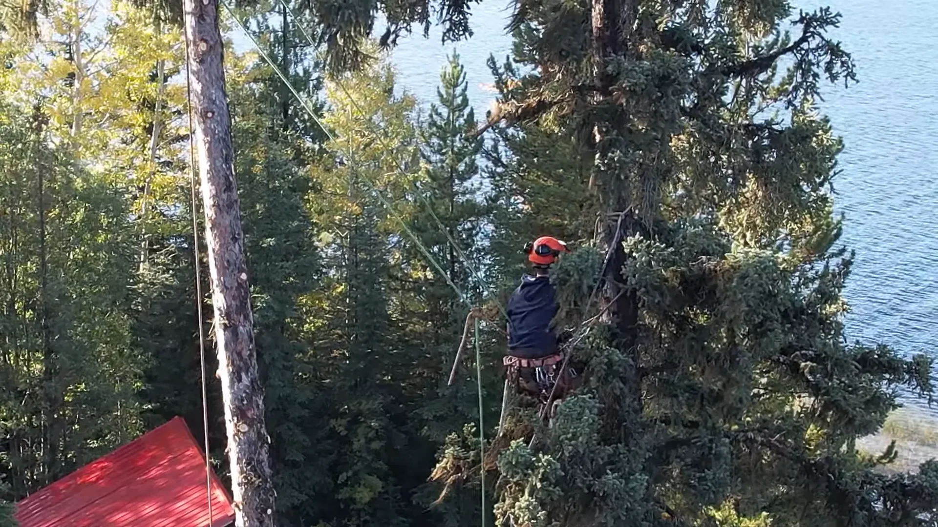Rigging the lines for tree removal