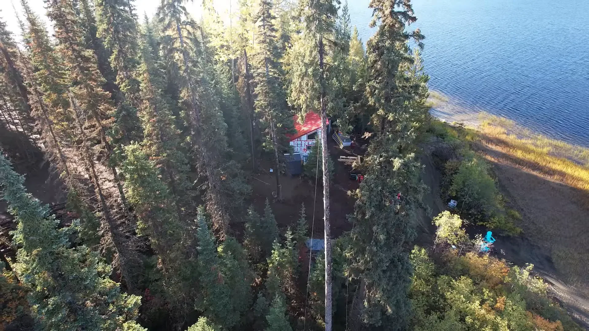 The first tree falling safely away from the cabin
