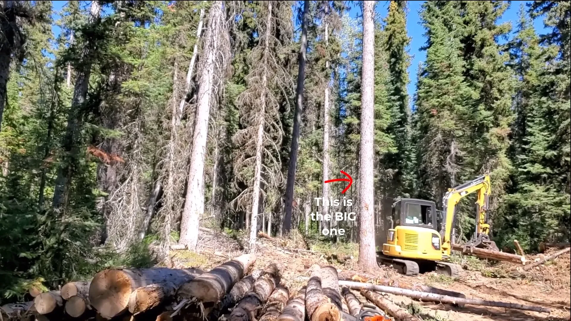 Build small cabin off grid - clearing space for our shop