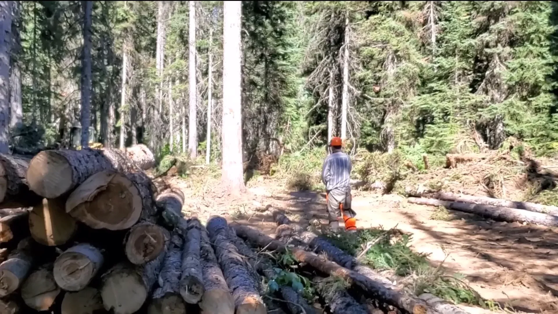 Building an off grid cabin - dropping a huge tree!