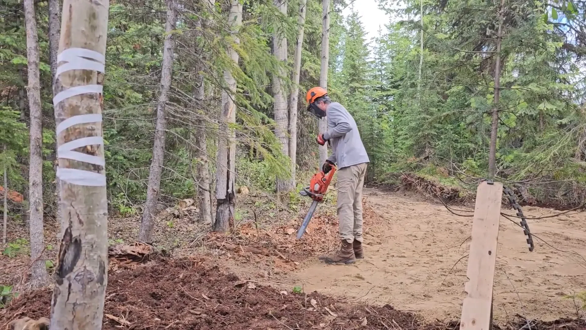 Cabin build site prep - finishing the job the beaver started