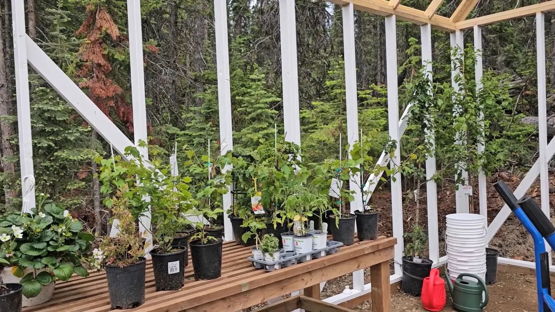 Diy bucket garden setup - final setup in greenhouse