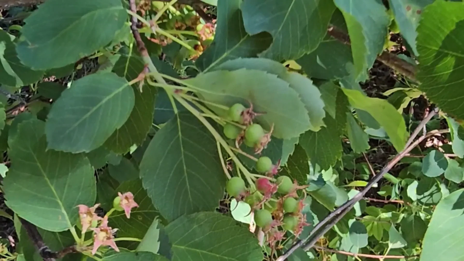 Amazing superfood on our island 7698 5 - my wild holm - off grid wilderness living on a private island