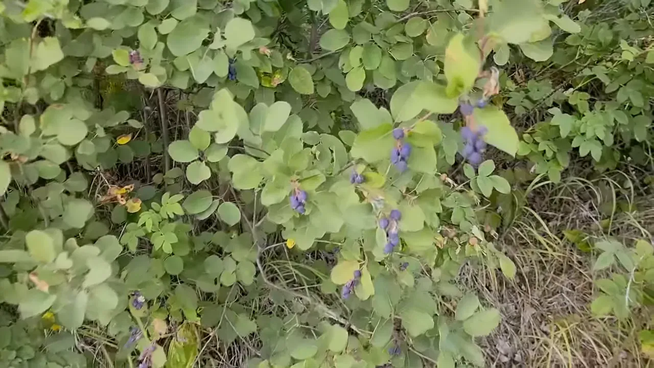 Thrive on a remote island - saskatoon berry bushes and harvest