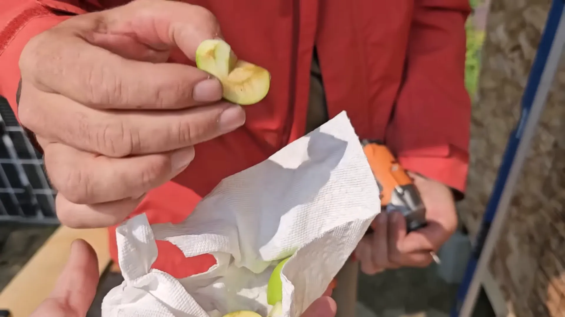 First-ever apples picked from our island trees