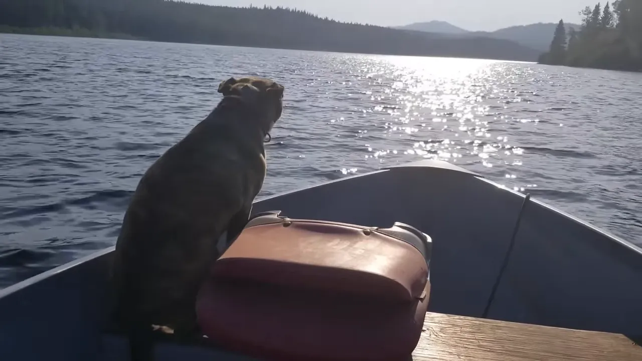 Off grid life: how we built our safe water system on our remote island - opal the dog on the boat