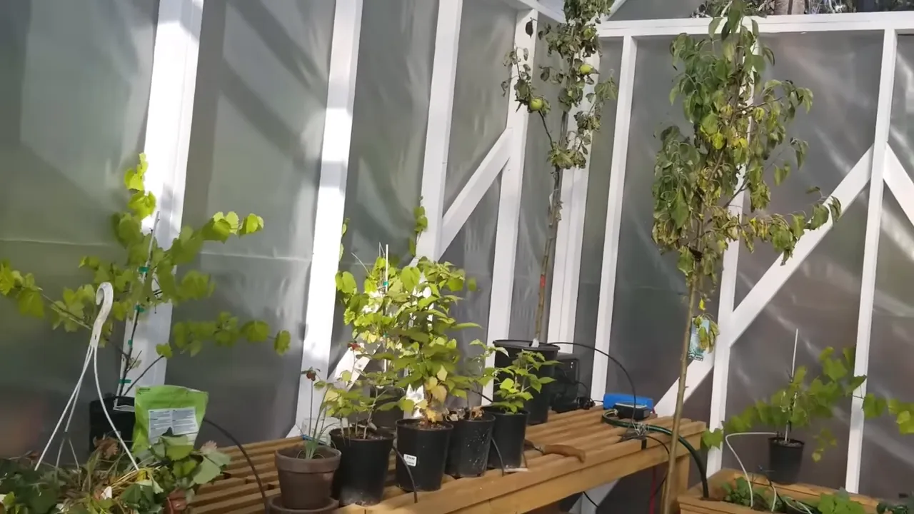 Off grid life: how we built our safe water system on our remote island - withered greenhouse plants