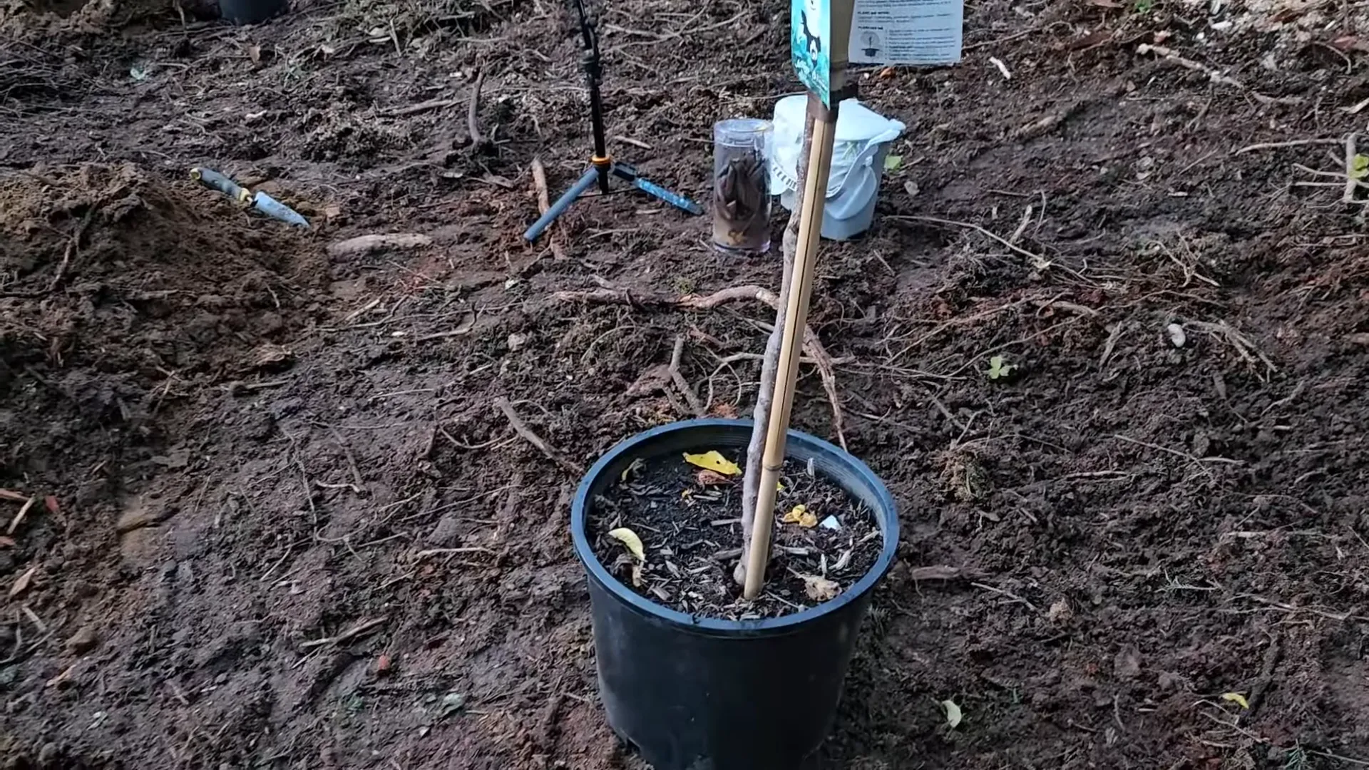 Remote island homestead - digging deep holes for fruit trees in sandy soil