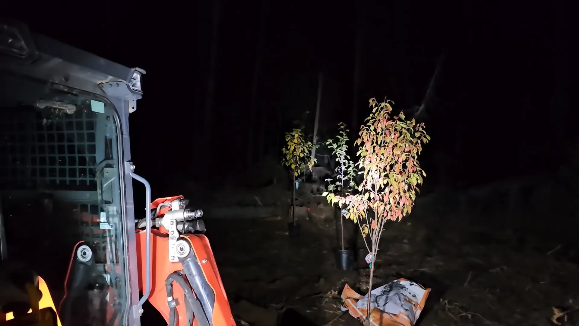 Remote island homestead - the first fruit tree planted at our new orchard