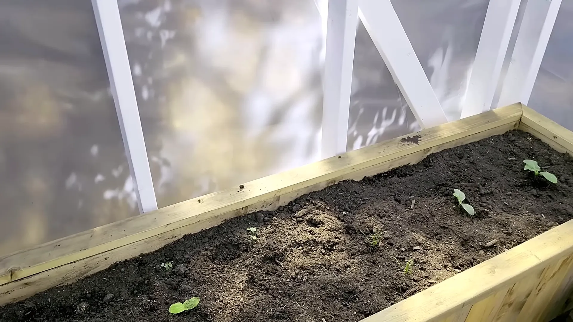 Remote island living - raised bed with seedlings and the clever access opal found