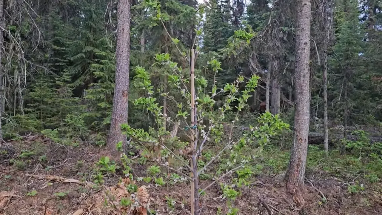 Off Grid Cabin Build: Facing Fears on Homemade Scaffolding After My Bad Fall | S4 Ep9 4 Young apple sapling with green leaves and white blossoms on off-grid island homestead