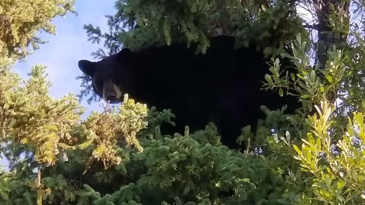 Black Bear Encounter on Our Remote Island – Our Dog Chases a Huge Bear Up a Tree! – My Wild Holm S3 Ep26 7 We thought our remote wilderness island was bear-free. We were wrong! - zoomed image of the bear up the tree near the cabin