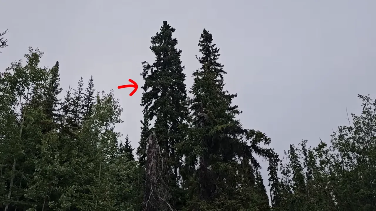We are building a new life on a remote wilderness island – this is what's happening! – s3 ep27 - bear in the tree near the berry patch