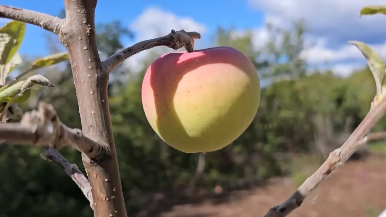 Helicopter medevac rescue: wife left alone on a remote island – my wild holm s3 ep32 - picking apples in orchard