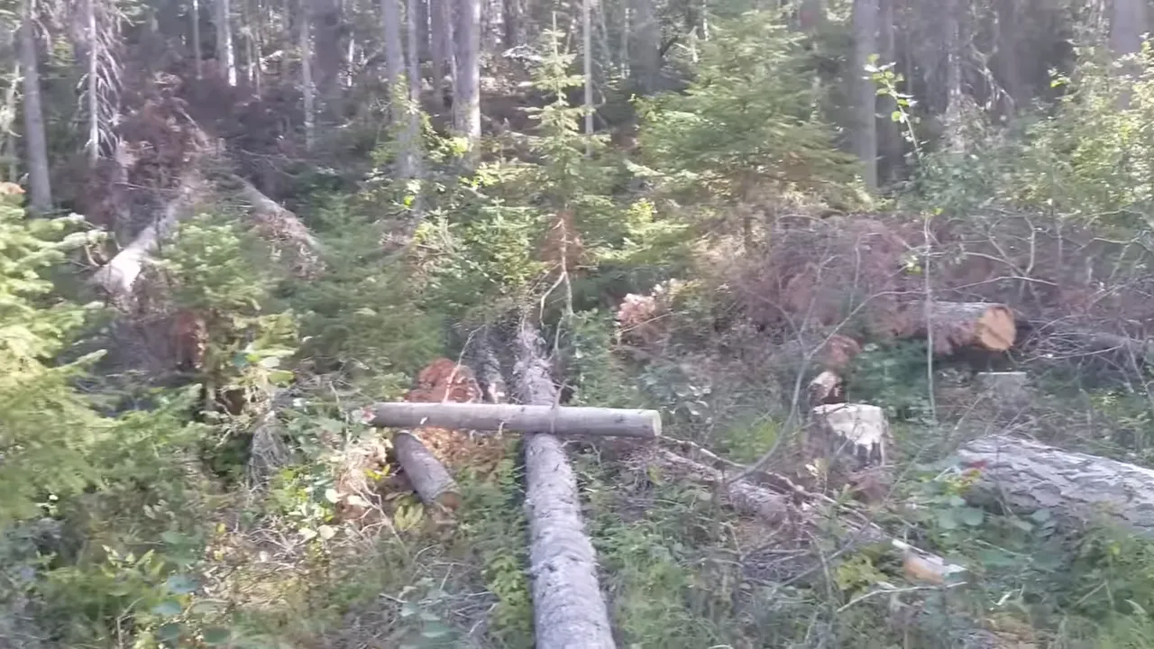 Would you move to a remote island? - this is our story! - bear tracks found near the clearing