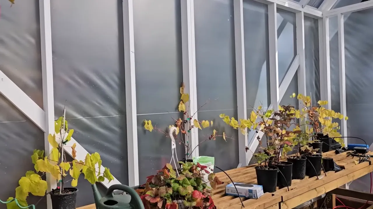 Greenhouse interior showing a wooden bench with potted plants, a watering can and young vines
