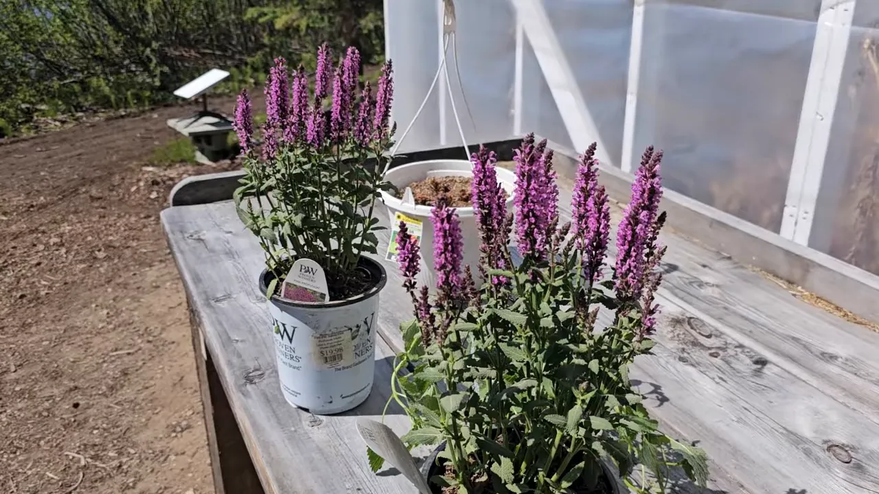 Off Grid Life Canada: Building a Tiny Cabin on Our Remote Island – Biggest Transformation Yet! - S4 Ep8 6 Close view of two lavender plants in nursery pots on a weathered wooden potting bench next to a greenhouse, with soil and solar panel in the background
