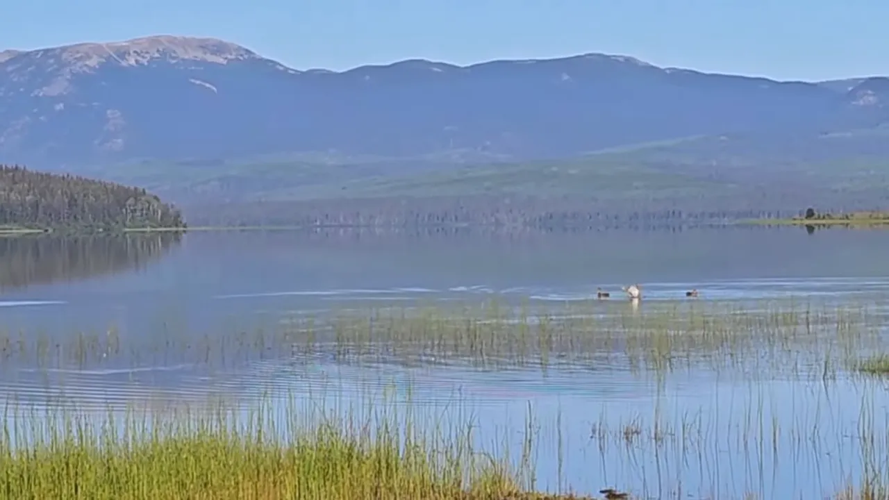 Still lake at sunrise with ducks swimming near the shore and mountains in the distance