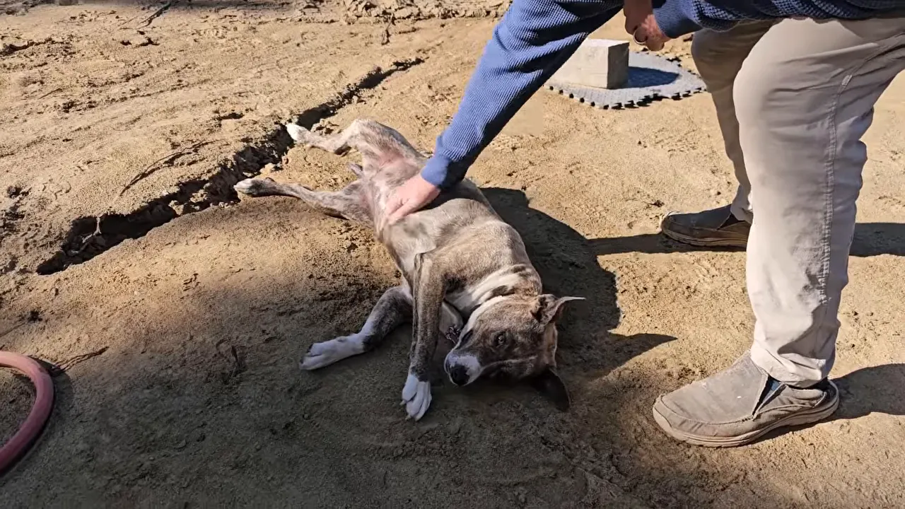 Opal the dog lying on sandy ground while a person kneels to pet her near a small pile of materials