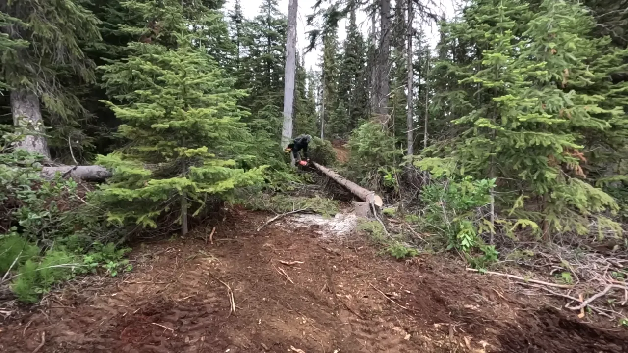 Worker bent over a fallen trunk cutting branches with a chainsaw at the edge of a cleared forest site, with disturbed soil and standing evergreens around.
